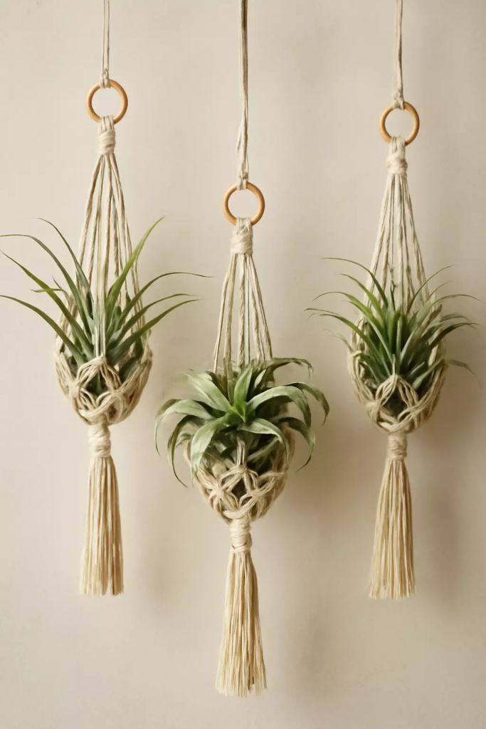 Top 10 Best Plants for Macrame Hangers to Beautify Your Home 9 air plants tillandsia spp
