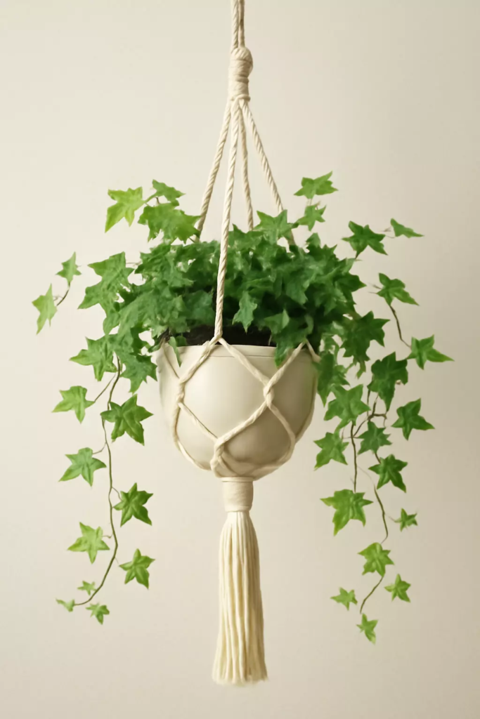 Top 10 Best Plants for Macrame Hangers to Beautify Your Home 4 english ivy hedera helix with macrame hanging