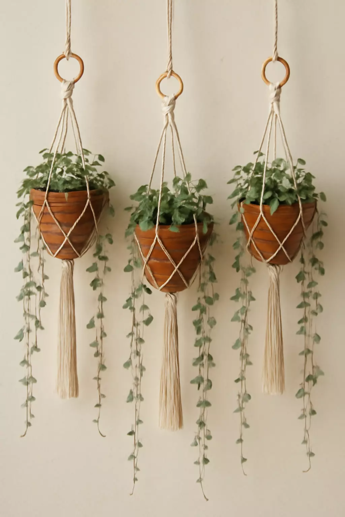 Top 10 Best Plants for Macrame Hangers to Beautify Your Home 10 string of hearts ceropegia woodii