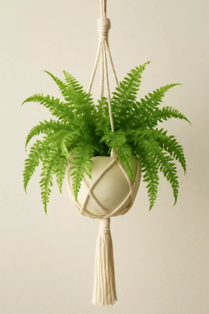 fern nephrolepis exaltata with macrame hanging