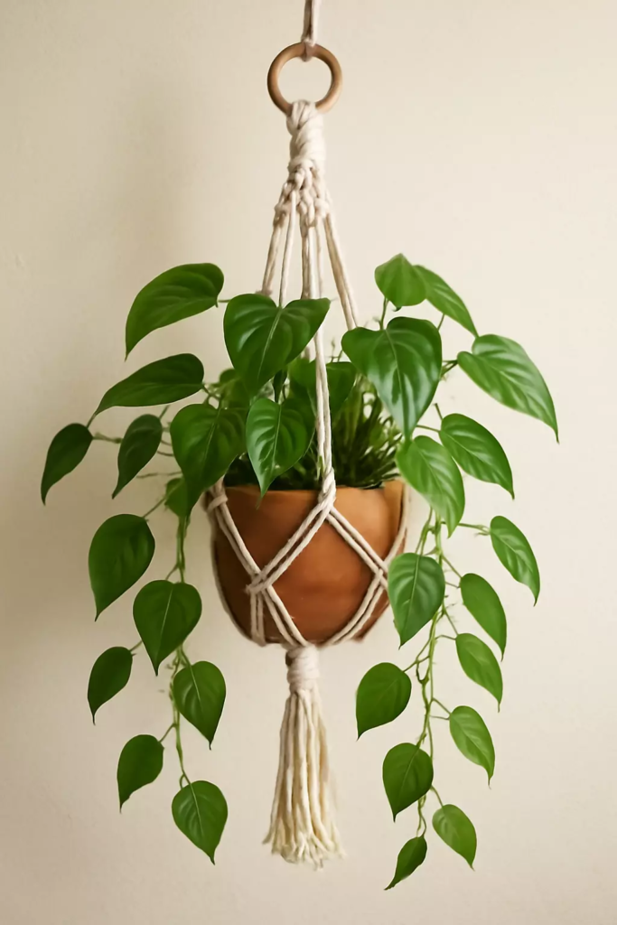 Top 10 Best Plants for Macrame Hangers to Beautify Your Home 7 philodendron philodendron spp macrame hanging