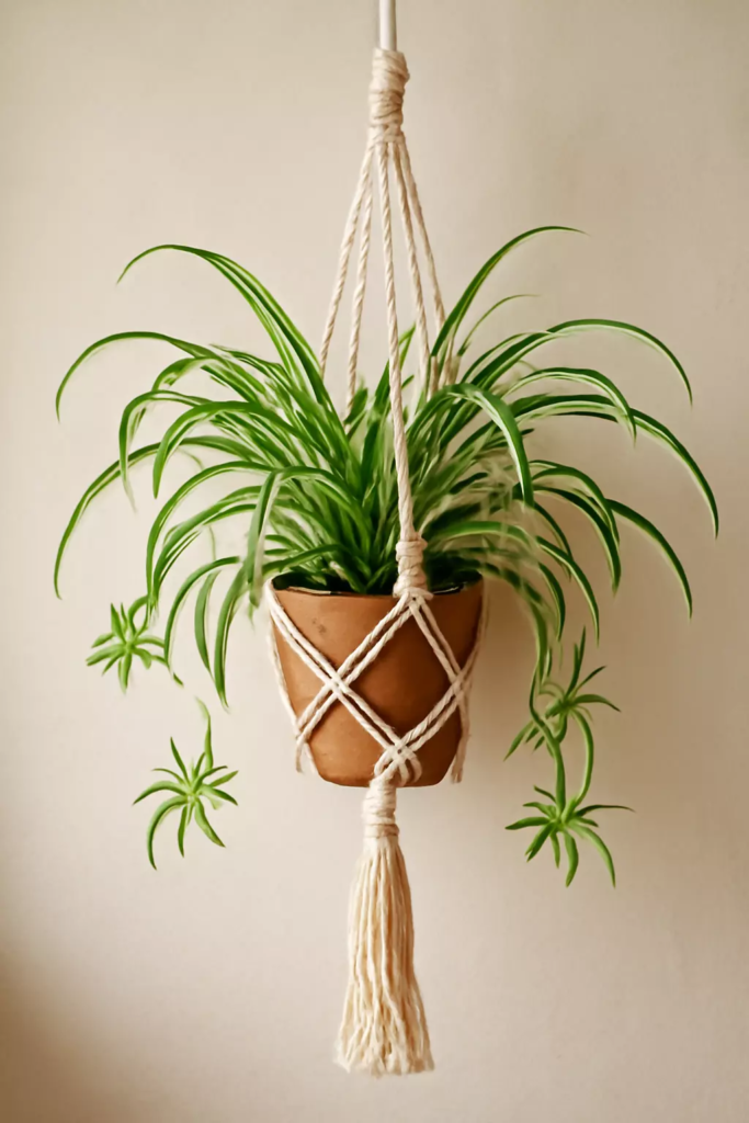 Top 10 Best Plants for Macrame Hangers to Beautify Your Home 2 spider plant chlorophytum comosum