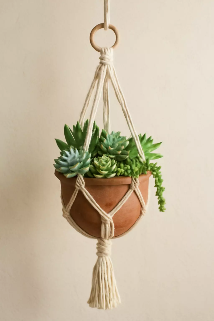 Top 10 Best Plants for Macrame Hangers to Beautify Your Home 8 succulents various species